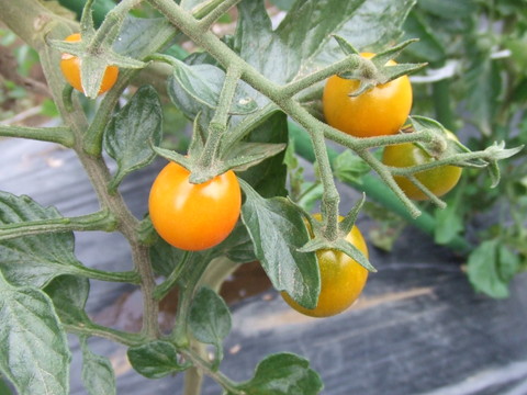 DSCF5444.jpg