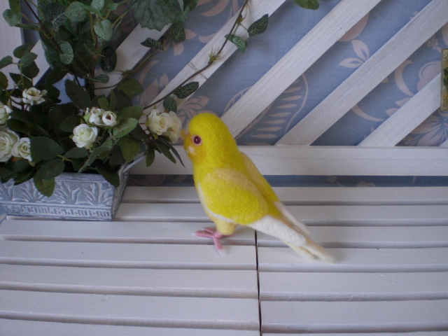 セキセイインコ・ルチノー