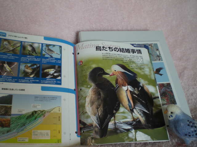 週刊野鳥の世界