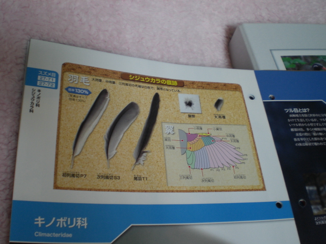 週刊野鳥の世界