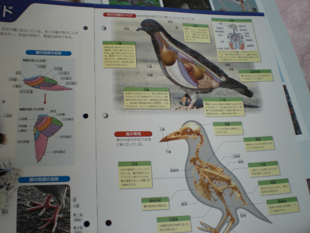 週刊野鳥の世界