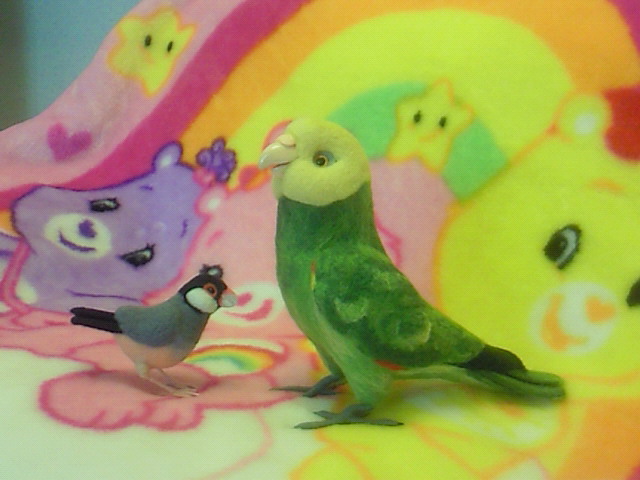 ボウシインコと文鳥