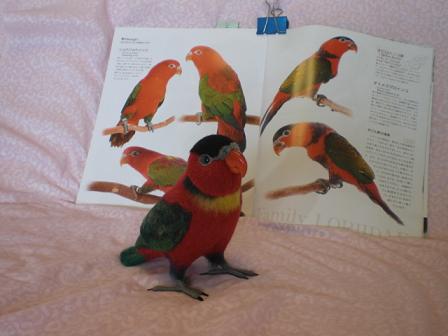 ヨダレカケズグロインコ