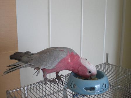 新しいご飯の試食です