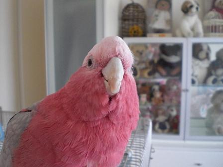 新しいご飯の試食です