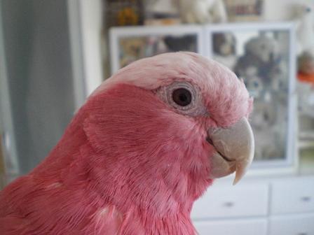 新しいご飯の試食です