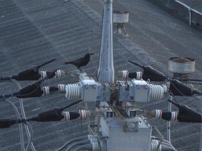 カラスの巣作り