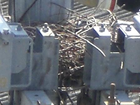 カラスの巣作り