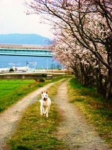 チーコ桜.JPG