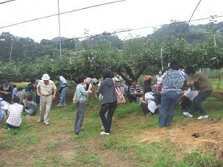 梨狩り