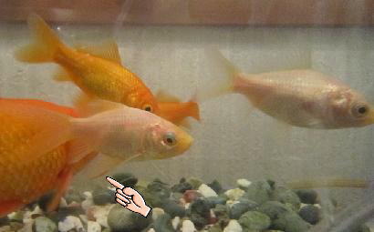 金魚.JPG