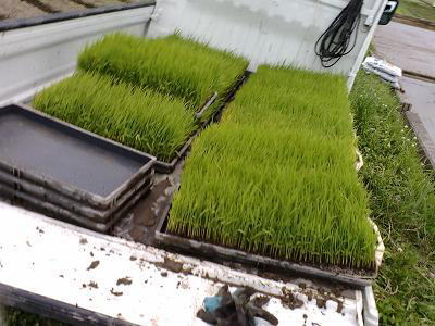 稲苗運搬車(軽トラック)