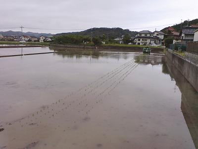 田植え