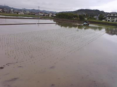 田植え