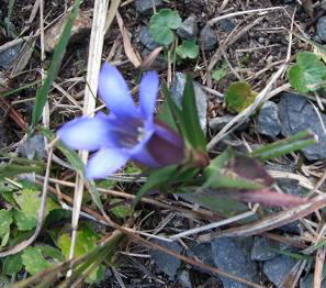 25この花何3.JPG