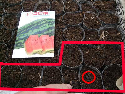 F1コロ助種まき.JPG
