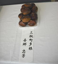 品評会の栗