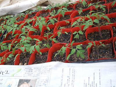 トマト苗.JPG