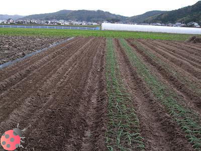玉ねぎ苗の植え付け