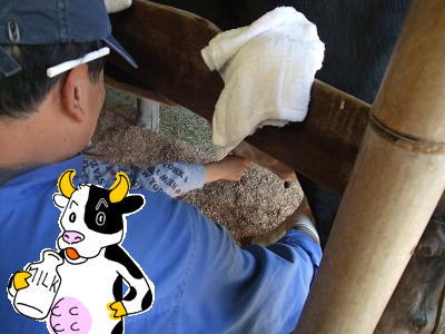 牛の乳しぼり体験