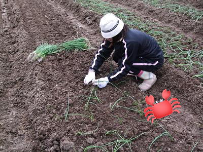 玉ねぎ苗の植え付け