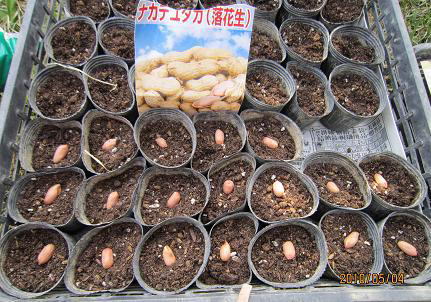 ナタデユタカ(落花生）の種まき.JPG