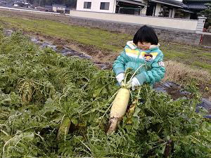 大根畑
