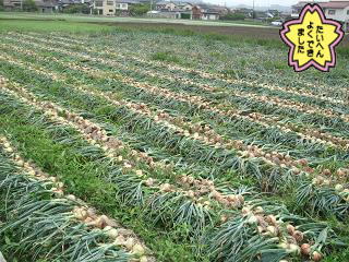 玉ねぎ収穫