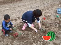 スイカの植付け