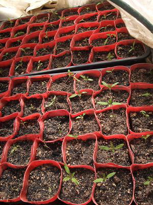 トマト苗3.JPG