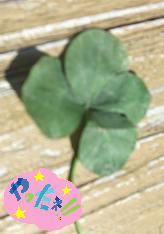 四つ葉のクローバー