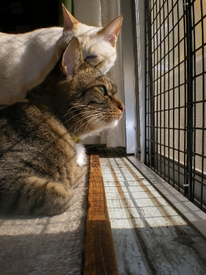 IMGP5484 (300x400).jpg