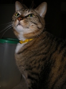 IMGP5111 (225x300).jpg