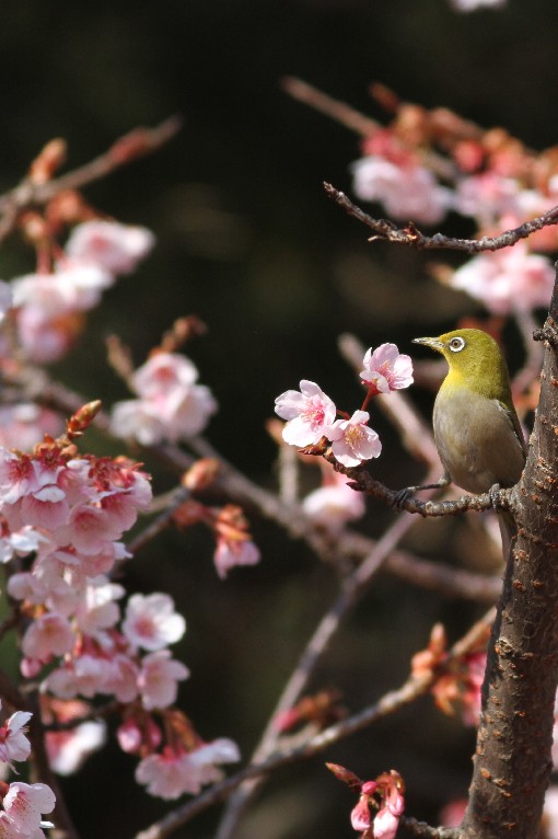 寒桜とメジロ