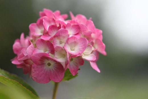 紫陽花