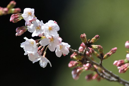 小石川の桜