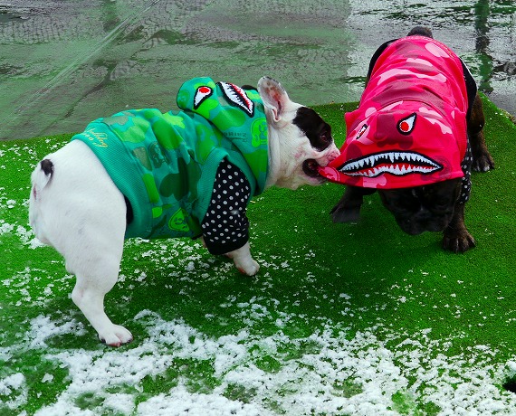 初雪6.jpg
