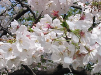 桜