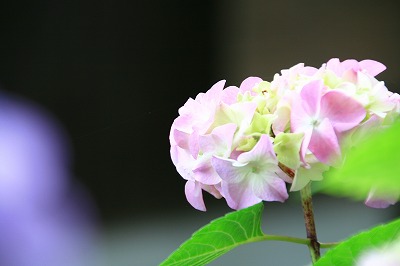 IMG_4842.jpg