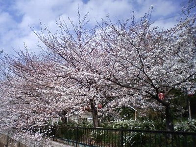 4.1桜（大堀川）.jpg