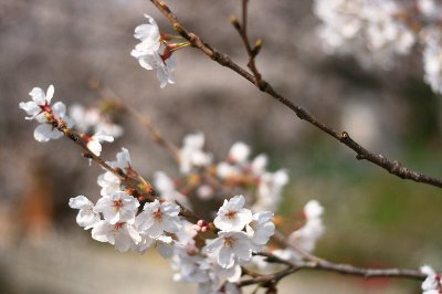 4.1桜２.jpg