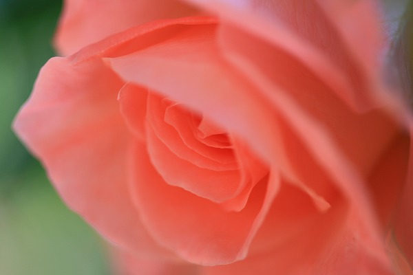 IMG_4488.jpg
