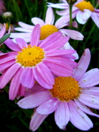 DSC00154.JPG