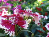 DSC00044.JPG