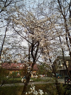 桜1