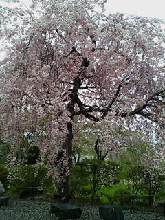 枝垂桜
