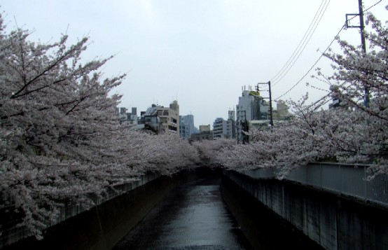 川沿いの桜