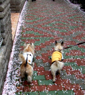 今日も桜の中をお散歩！