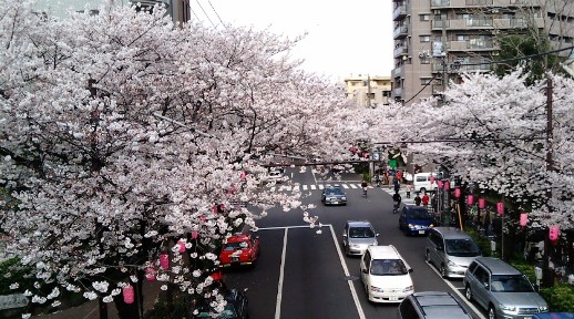 桜