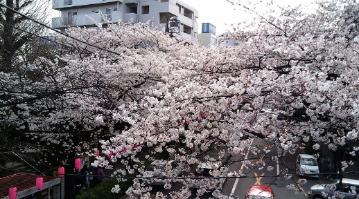 桜